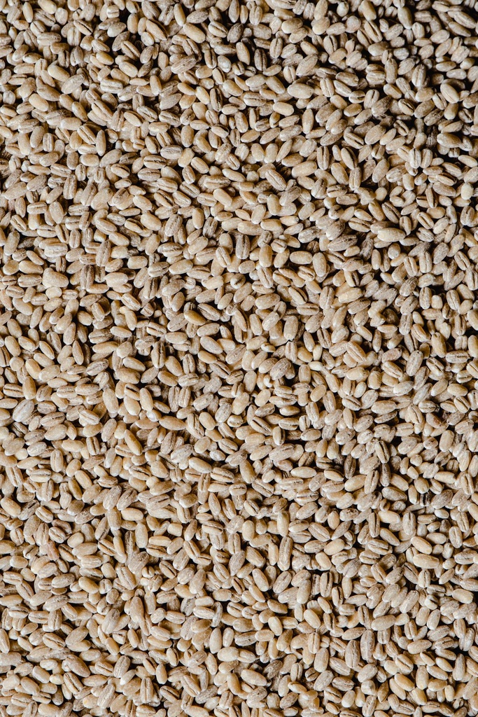 Orzo