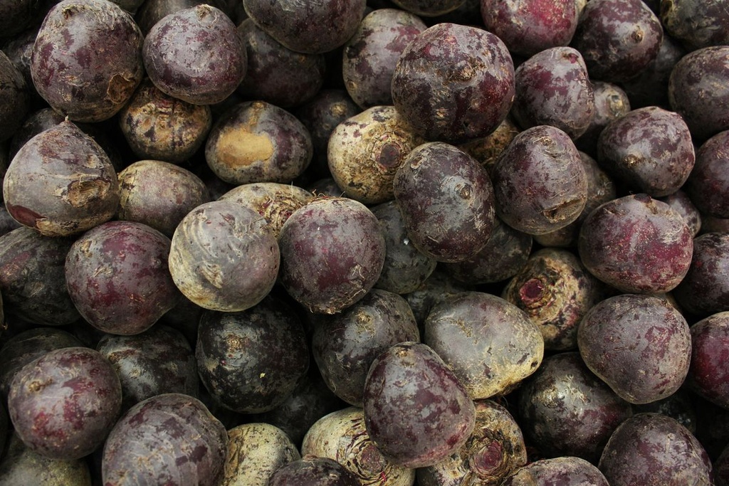 Barbabietole