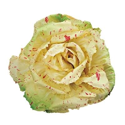 Cicoria variegata di Castelfranco
