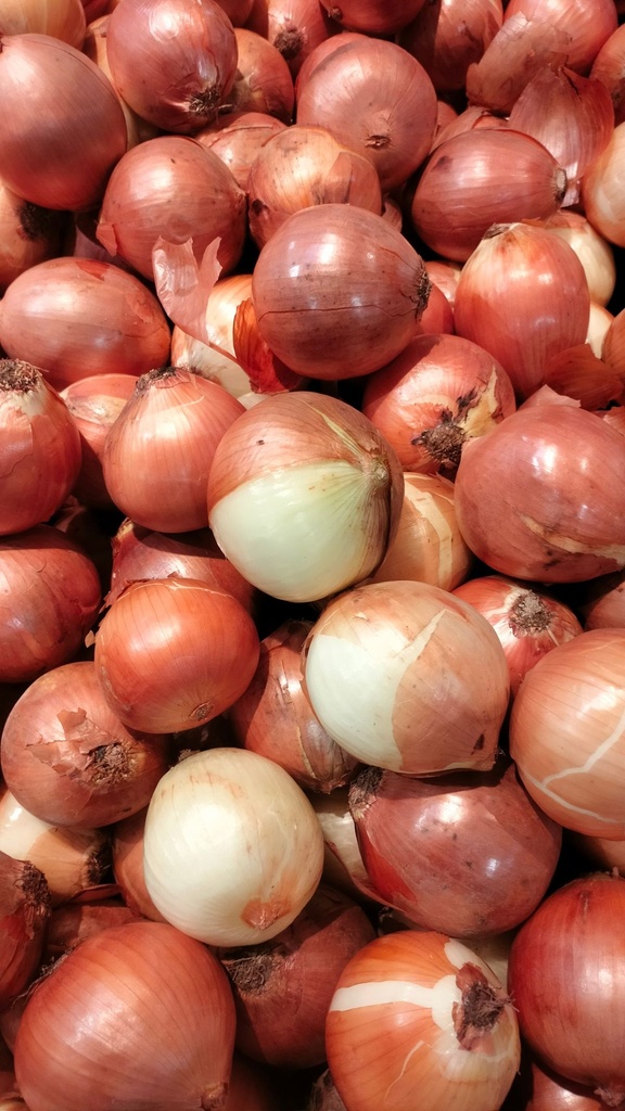 Cipolle (bianche, dorate, rosse)