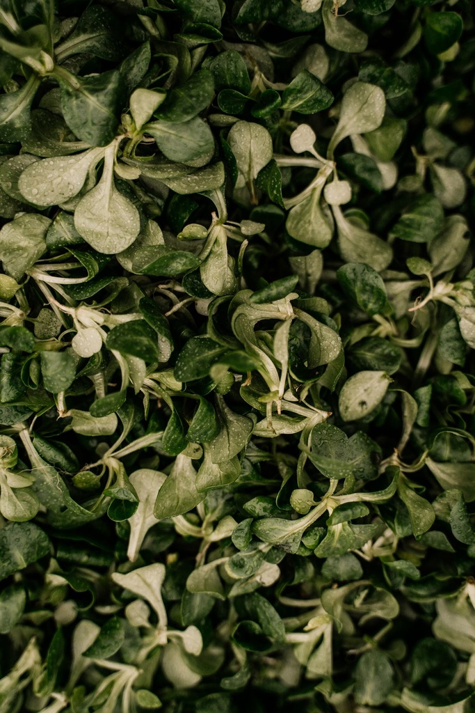 Valeriana (songino)