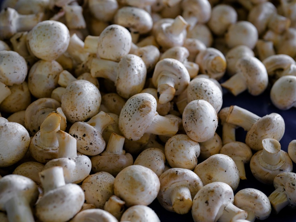 Champignon bianco (Agaricus bisporus)