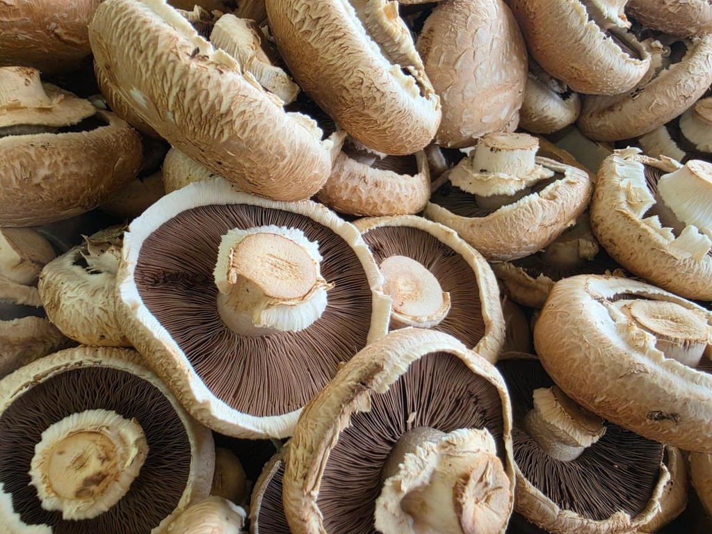 Champignon bruno / Portobello