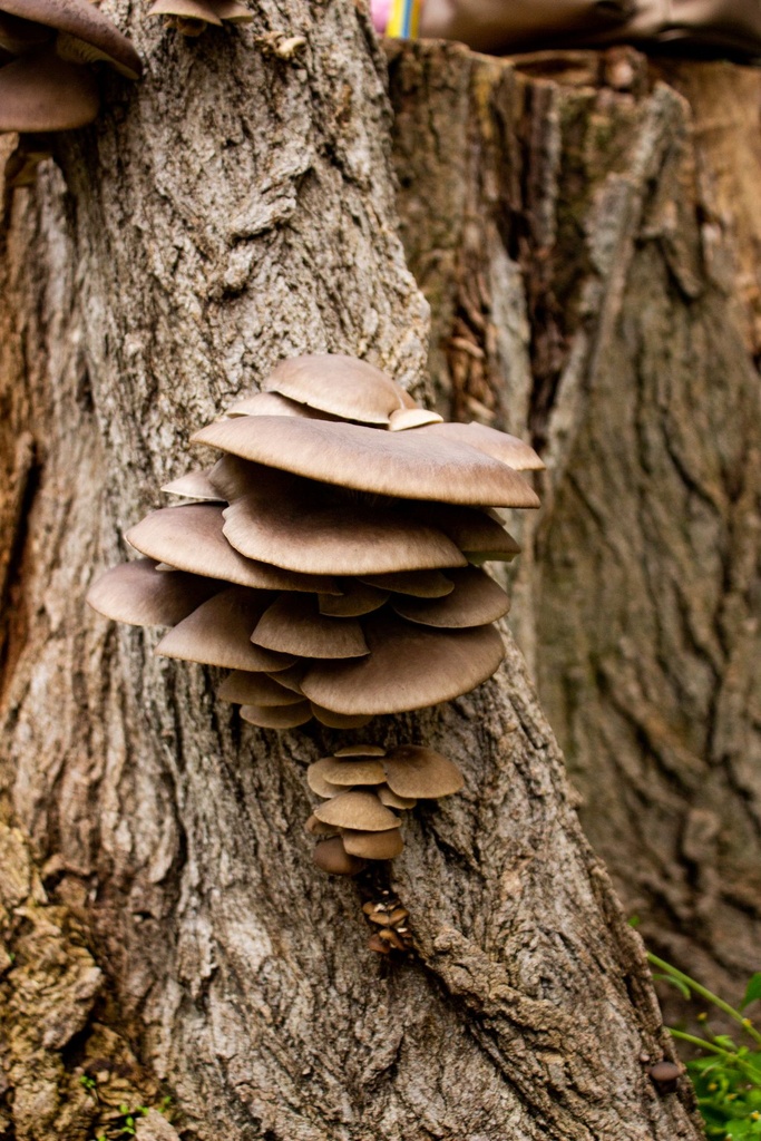 Pleurotus / Orecchione