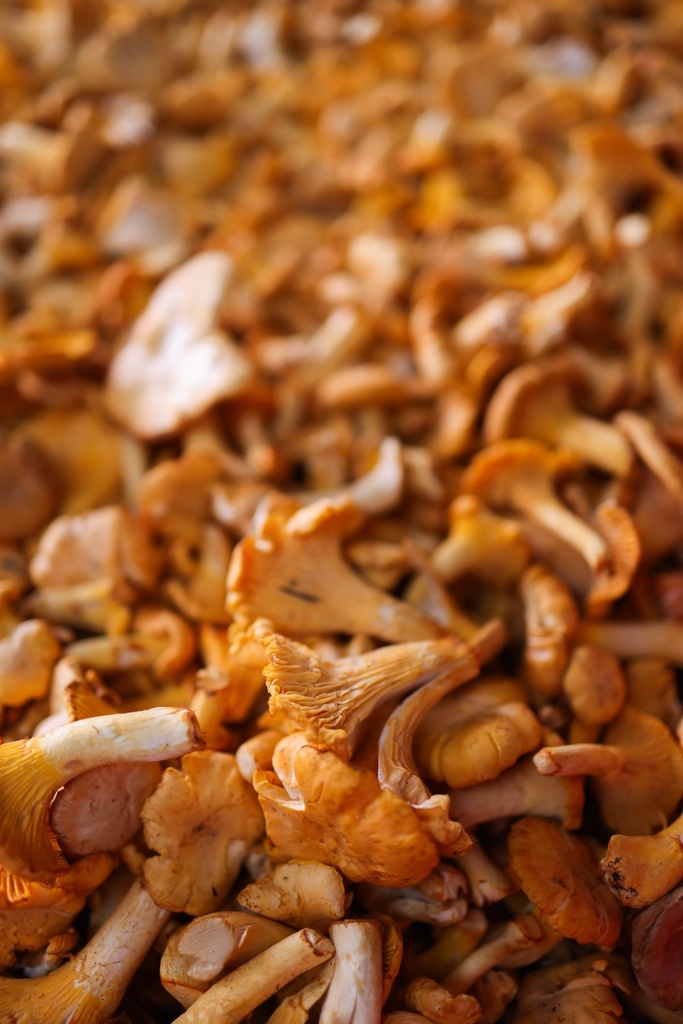 Finferli / Gallinacci (Cantharellus cibarius)