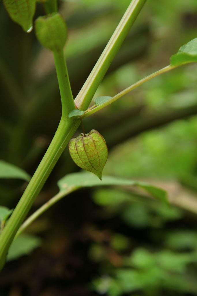 Physalis (alchechengi)